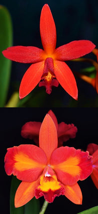 (Ctt. Trick or Treat x Hsiang Yu Red Pearl) x Ctt. Aussie Sunset