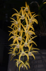 Dendrobium Kingfisher Gold - remake