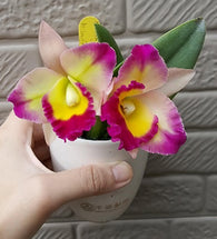 Rth. (Love Call x Burana Beauty) mericlones