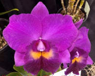 Rlc. Hsinying Aloha 'C.H. Super'