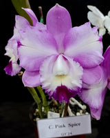 Cattleya Pink Spice (Mari's Song 'CTM-217' x walkeriana 'White Beauty')