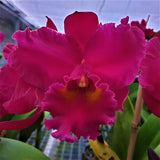 Rlc. Sebastian Scalia 'Ruby'