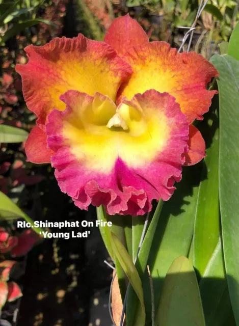 Rlc. Shinaphat on Fire 'Young Lad'