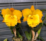 Rlc. Thaksina Gold '#2'