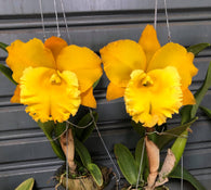 Rlc. Thaksina Gold '#2'