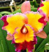 Rlc. Dick Smith 'Paradise'