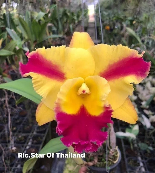 Rlc. Star of Thailand