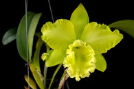 Rlc. Sung Ya Green 'Green Gem'