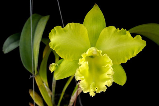 Rlc. Sung Ya Green 'Green Gem'