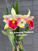Rlc. Amazing Thailand 'Little Star'