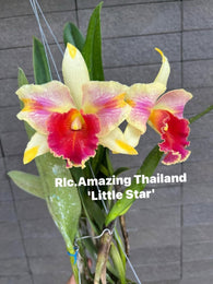 Rlc. Amazing Thailand 'Little Star'
