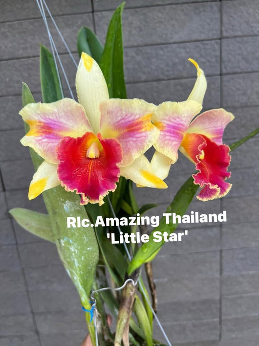Rlc. Amazing Thailand 'Little Star'