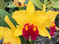 Rlc. Hsinying Golden Pizzazz 'C.H.'