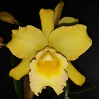 Rth. Aureate 'Topaz'