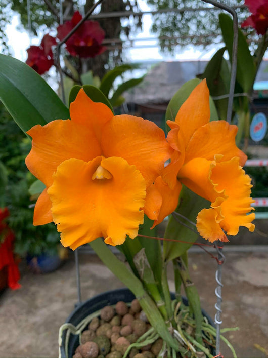 Rth. Mangkorn Nuggett