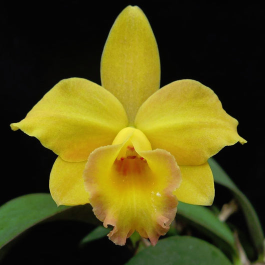 Cattleya Itsy Bitsy 'Diamond Orchids'