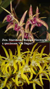 Dendrobium Balnarring remake (Starsheen x speciosum)