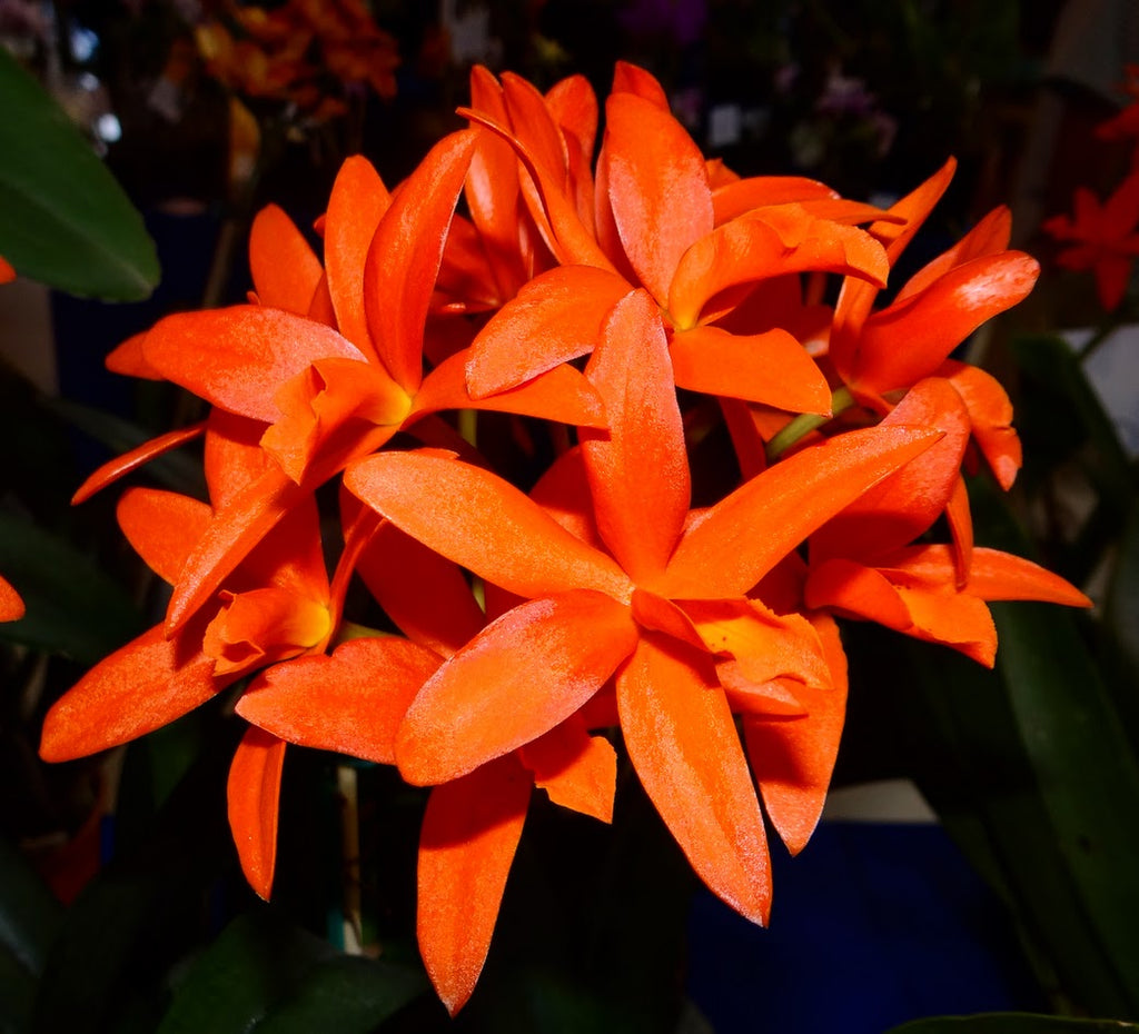 Cattlianthe Trick or Treat 'Darkest Orange' x sib – Kingfisher Orchid