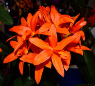 Cattlianthe Trick or Treat 'Darkest Orange' x sib