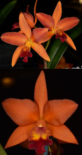 Ctt. Tropical Trick 'Machado #4' x Fire Gem