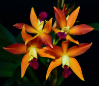 Ctt. Adelaide Ablaze 'Meredith'