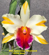 Rlc. Amazing Thailand 'Gold Star'