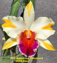 Rlc. Amazing Thailand 'Gold Star'