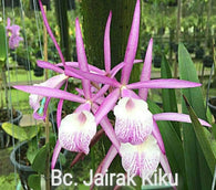 Bc. Jairak Kiku