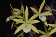 Bc. Topaz Galaxy 'Interstellar'