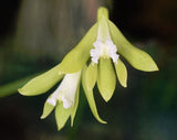 Dendrobium (Dockrillia) bowmanii