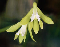 Dendrobium (Dockrillia) bowmanii