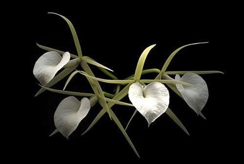 Brassavola nodosa