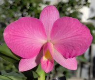 Cattleya Pink Pearl 'Select No.1'