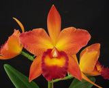 Rth. Chief Sweet Orange 'Sweet Orange' AM/AOS