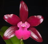 Ctt. Loog Tone 'African Beauty' HCC/AOS