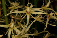 Dockrillia sulphurea (Dendrobium teretifolium var. fasciculatum)