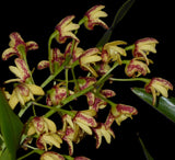Dendrobium gracilicaule