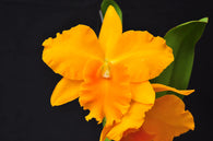 Rlc. Haw Yuan Gold 'YK#2'
