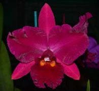 Rlc. Hsinying Scarlet 'Ching Hua'