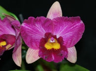 Rlc. Hsinying Scarlet 'Flame Dance'