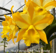 Rlc. Hua Young Gold 'Hua Young'