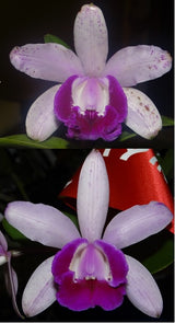 Cattleya intermedia fma. orlata 'Susan' x 'Old Grand'