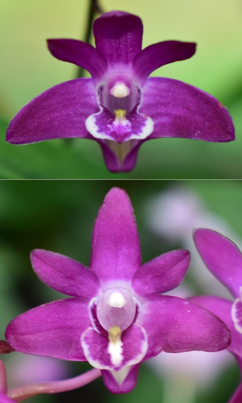 Dendrobium kingianum 'Darkie' x 'Alvin' – Kingfisher Orchid Nursery