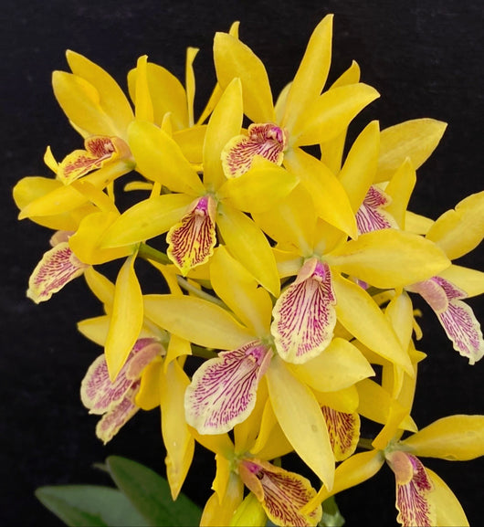 Gcy. Kyoguchi 'Happy Field' HCC/AOS x self