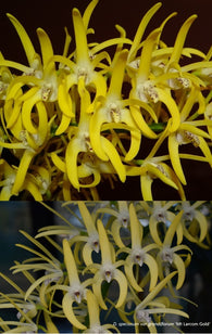Dendrobium speciosum v. grandiflorum 'Oh Sugar!' x 'Mt Larcom Gold'