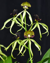 Prosthechea cochleata 'Kingfisher' x sib