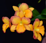 Gct. Rest in Peace (Grt. Why Not 'Roundabout x Ctt. Kauai Starbright 'Vi')