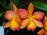 Gct. Rest in Peace (Grt. Why Not 'Roundabout x Ctt. Kauai Starbright 'Vi')