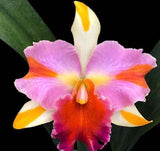 Rlc. Amazing Thailand 'Rainbow'