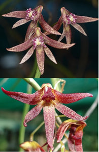 Dendrobium Kingfisher Shadow (Saboteur 'Deep Purple' x Hot Coals 'Embers')
